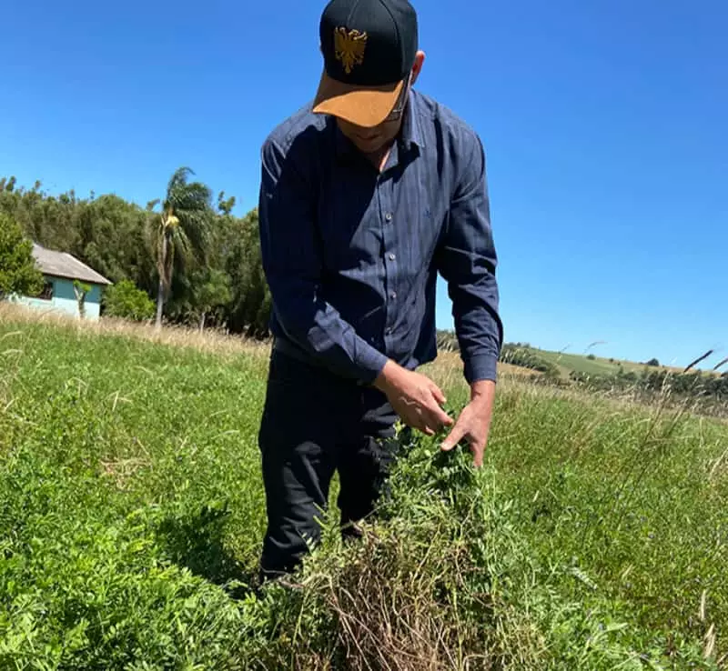 Nova cultivar de ervilhaca impulsiona a produtividade e sustentabilidade na pecuária de corte 3 Ervilhaca