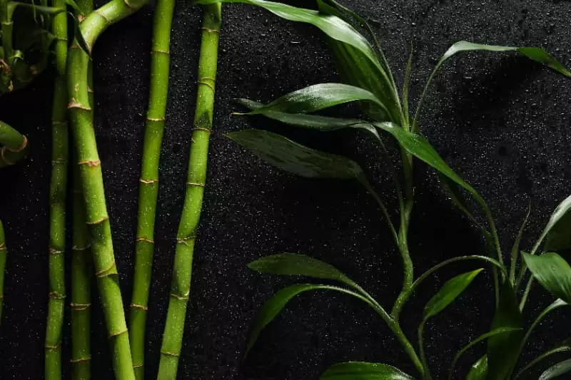 Espécie de bambu