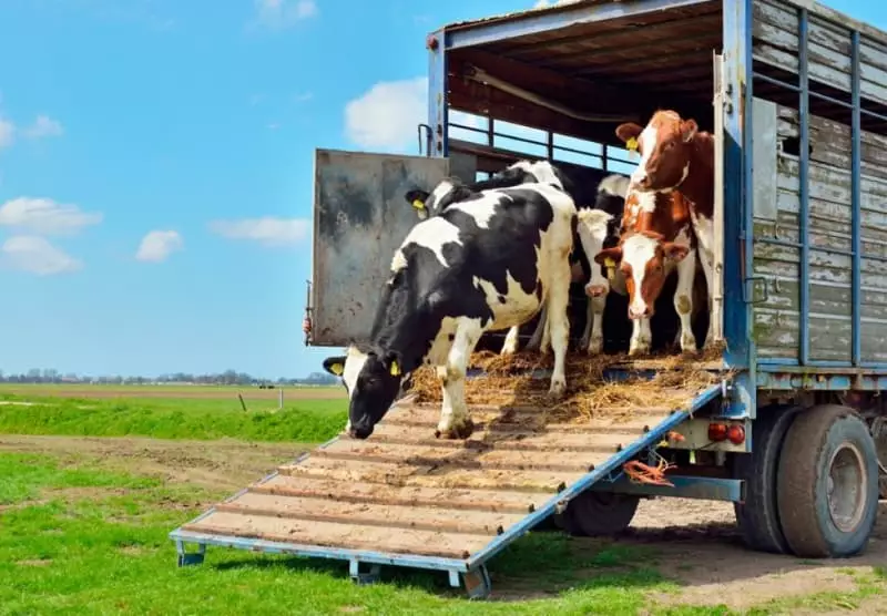 Guia de Trânsito Animal em Goiás exigirá número da nota fiscal a partir de 31 de março 2 Guia de trânsito animal