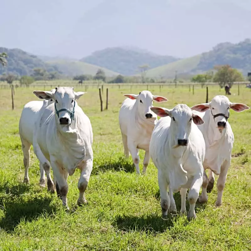 Guia de Trânsito Animal em Goiás exigirá número da nota fiscal a partir de 31 de março 3 Guia de trânsito