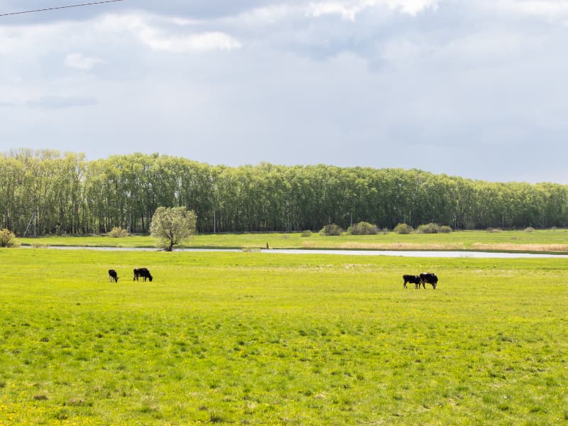 Especialistas desenvolvem sistema de diagnóstico e monitoramento de pastagens no Brasil 2 Monitoramento das pastagens
