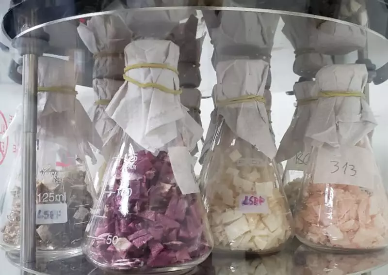 Novo fungo da antártica aponta alternativas sustentáveis para agricultura 3 Novo fungo