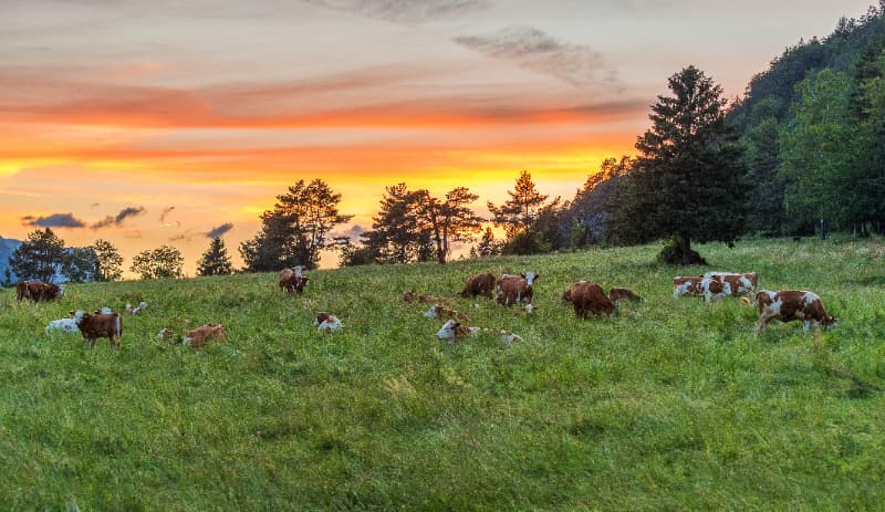 Especialistas desenvolvem sistema de diagnóstico e monitoramento de pastagens no Brasil 3 Pastagens