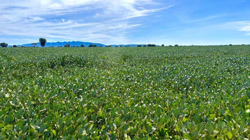 Produção agropecuária