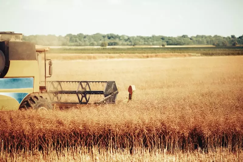 Estimativa de produção de grãos para a safra 2024/25 é de 328,3 milhões de toneladas 2 Produção de grãos