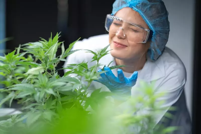 Anvisa abre consulta pública para revisão da regulamentação de produtos de cannabis 2 Produtos de cannabis