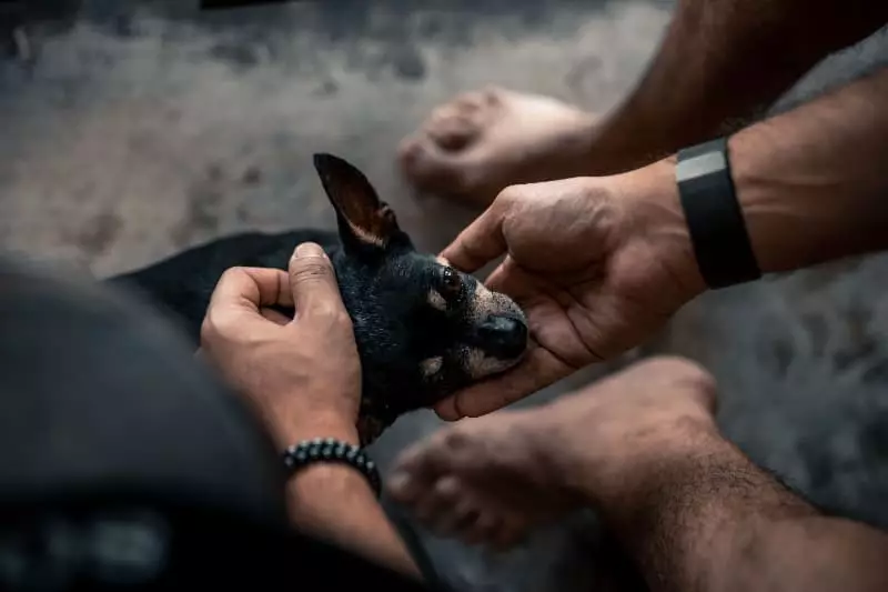 Proteção aos animais