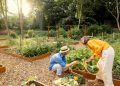 Agricultores familiares já podem conferir os produtos com bônus do PGPAF em abril