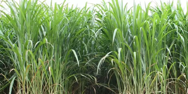 Capiaçu se destaca como alternativa de geração de energia sustentável 1 geração de energia sustentável