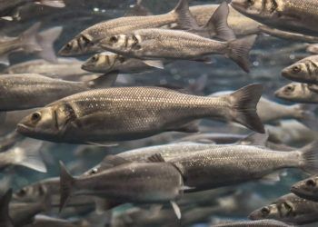 China autoriza importação de pescado brasileiro de origem extrativa