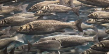 China autoriza importação de pescado brasileiro de origem extrativa