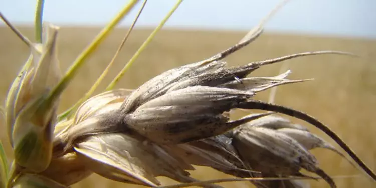 Crise climática deve intensificar doenças agrícolas no Brasil 1 Crise climática deve intensificar doenças agrícolas no Brasil