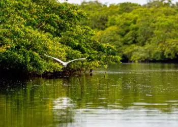 Fundo Clima aprova R$ 11,2 bilhões para ações contra a mudança do clima em 2025