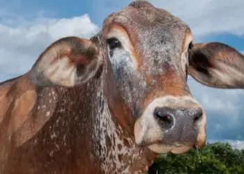 Goiás inicia última vacinação obrigatória contra raiva e declaração de rebanho em maio