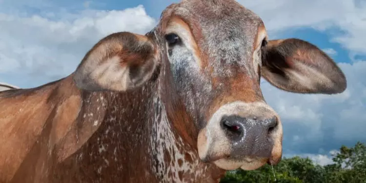 Goiás inicia última vacinação obrigatória contra raiva e declaração de rebanho em maio 1 Goiás inicia última vacinação obrigatória contra raiva e declaração de rebanho em maio