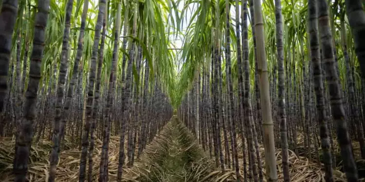 Goiás se aproxima de recorde na colheita de cana-de-açúcar em 2025 1 Goiás se aproxima de recorde na colheita de cana-de-açúcar em 2025