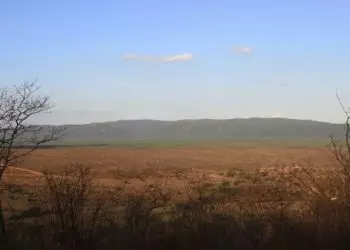 Nova etapa do Leilão Eco Invest busca restaurar um milhão de hectares em biomas brasileiros