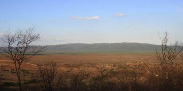 Nova etapa do Leilão Eco Invest busca restaurar um milhão de hectares em biomas brasileiros
