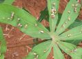 Nova praga avança sobre plantações de mandioca no Tocantins