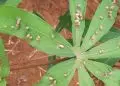 Nova praga avança sobre plantações de mandioca no Tocantins