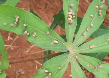 Nova praga avança sobre plantações de mandioca no Tocantins