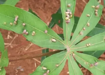 Nova praga avança sobre plantações de mandioca no Tocantins