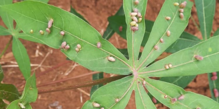 Nova praga avança sobre plantações de mandioca no Tocantins