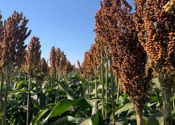 Novo híbrido de sorgo granífero reúne alta produtividade resistência e estabilidade