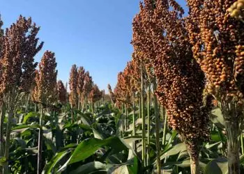 Novo híbrido de sorgo granífero reúne alta produtividade resistência e estabilidade