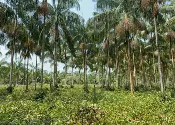 Novo protocolo fortalece a cadeia produtiva do açaí-solteiro na Amazônia