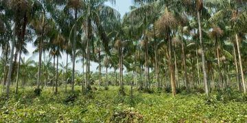 Novo protocolo fortalece a cadeia produtiva do açaí-solteiro na Amazônia