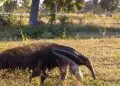 Pesquisa aponta risco cardíaco em tamanduás-bandeiras fora da natureza