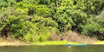 Pesquisa investiga microrganismos amazônicos no combate à murcha bacteriana