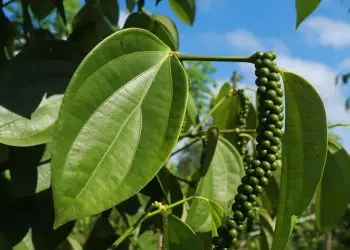 Pimenta-do-reino cultivada em árvore apresenta menor custo e impacto ambiental