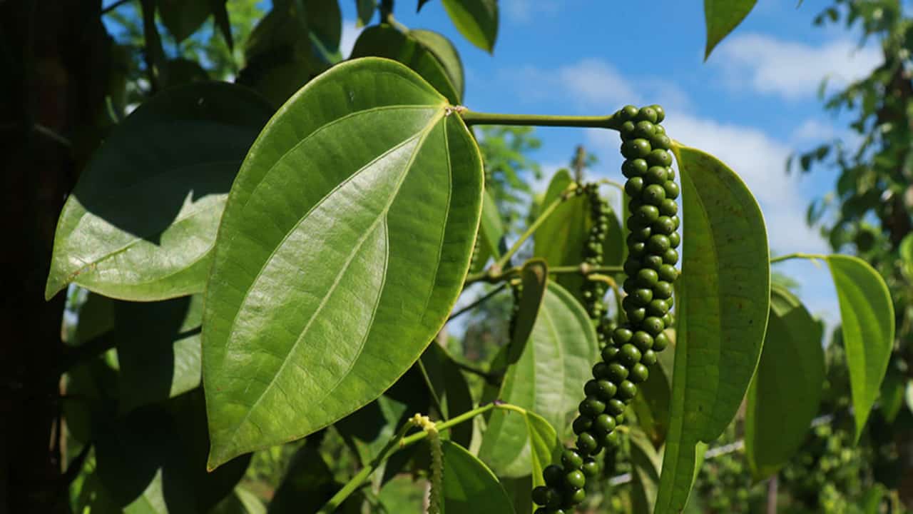 Pimenta-do-reino cultivada em árvore apresenta menor custo e impacto ...