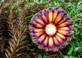 Pinhão precoce tem mesmo valor nutricional e sabor do tradicional, aponta estudo