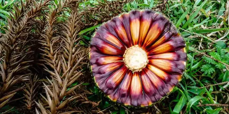 Pinhão precoce tem mesmo valor nutricional e sabor do tradicional, aponta estudo 1 Pinhão precoce tem mesmo valor nutricional e sabor do tradicional, aponta estudo