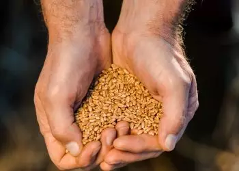 Produção de grãos deve atingir 330,3 milhões de toneladas na safra 202425