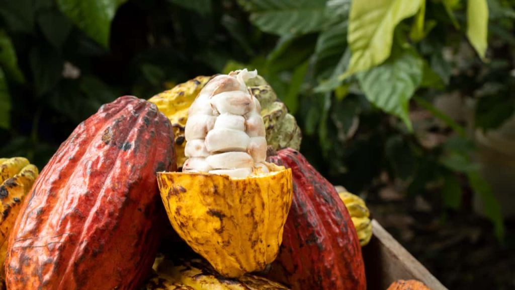 Recebimento de cacau recua 67% no 1º trimestre de 2025