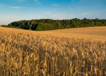 Safra de trigo no Sul tem redução de área, mas clima pode favorecer produtividade