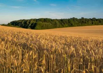 Safra de trigo no Sul tem redução de área, mas clima pode favorecer produtividade