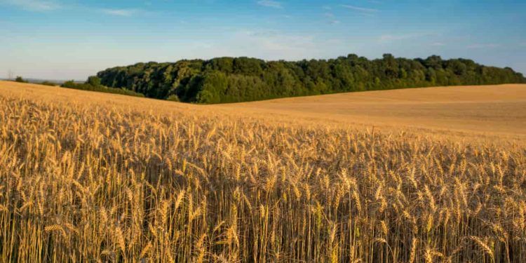 Safra de trigo no Sul tem redução de área, mas clima pode favorecer produtividade