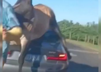 Touro persegue homem em avenida de São Paulo e pula em BMW; vídeo