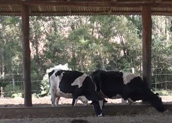 Uso de silagem de inverno impulsiona a produção de leite no Sul