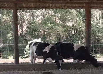 Uso de silagem de inverno impulsiona a produção de leite no Sul