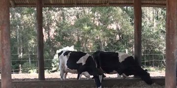 Uso de silagem de inverno impulsiona a produção de leite no Sul