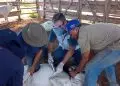 Vacinação animal em Goiás novas regras para raiva, brucelose e influenza