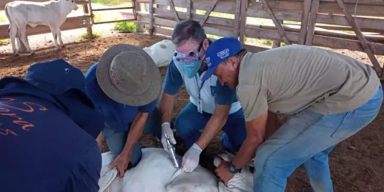 Vacinação animal em Goiás novas regras para raiva, brucelose e influenza