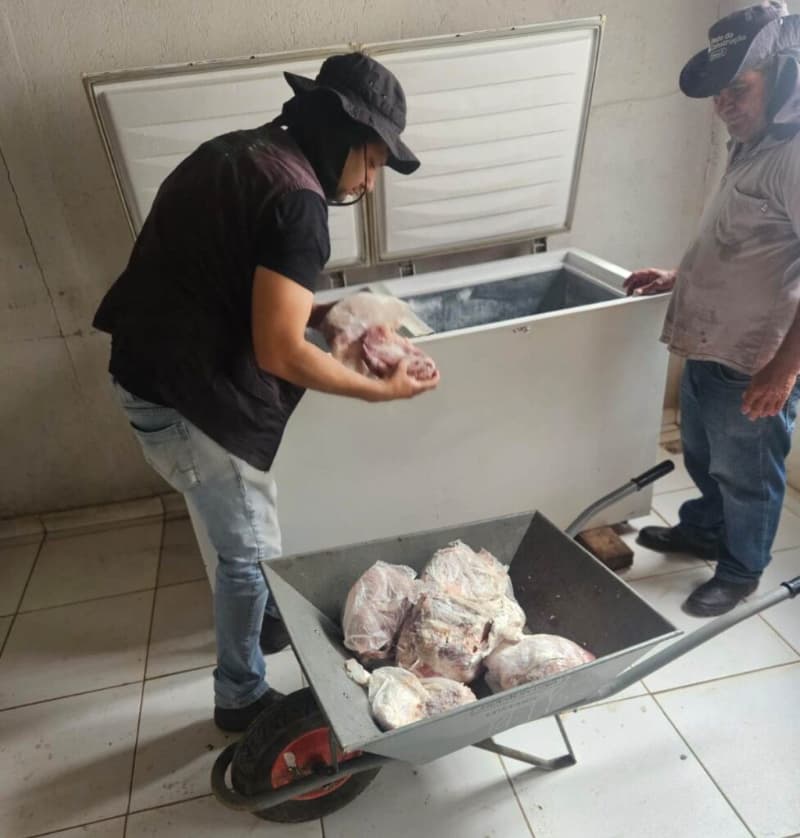 Operação apreende carne suína imprópria e interdita abatedouro ilegal em Goiás 3 Abatedouro ilegal