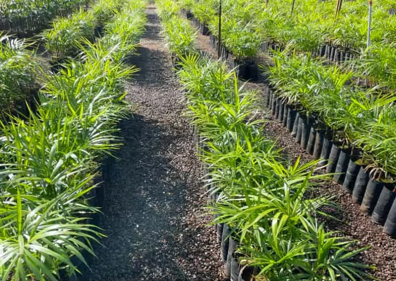 Novo protocolo fortalece a cadeia produtiva do açaí-solteiro na Amazônia 3 Açaí-solteiro